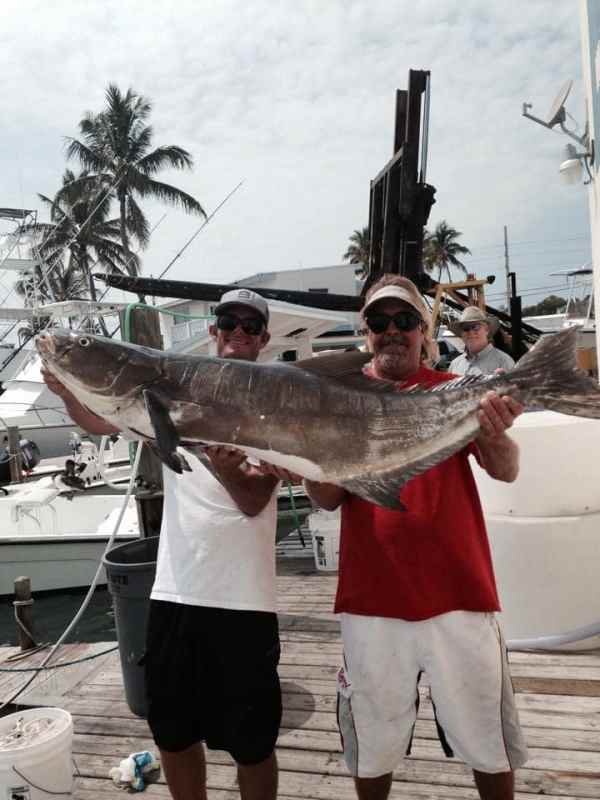 Cobia-offshore-Islamorada