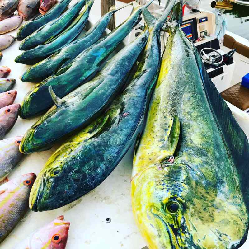 Mahi-Mahi-in-the-keys